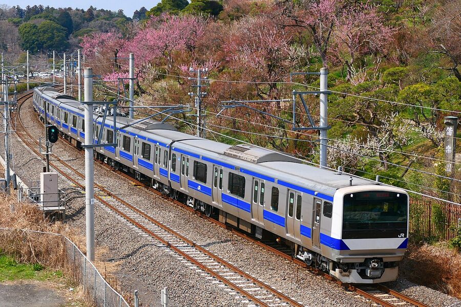 JR East E531 series passing Kairakuen Station on the Joban Line in plum-blossom season