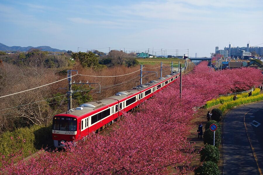 Cherry blossom along the Kurihama Line near Miurakaigan. The line was completed to the current Misakiguchi terminus only
