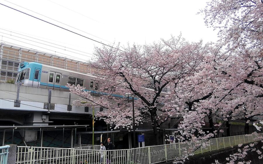 Keio 1000 series II with cherry blossoms on the Inokashira Line