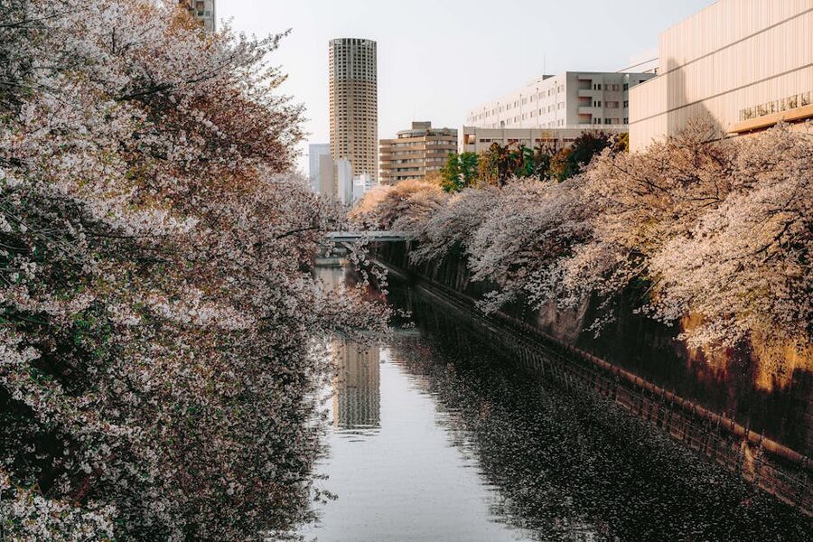 Cherry blossoms along the Meguro River